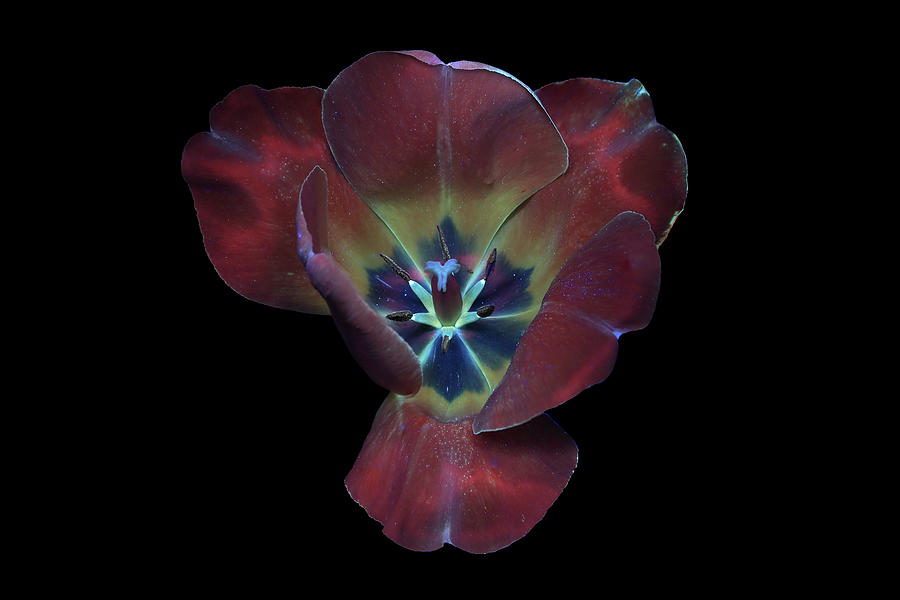 Tulip3 UV Photograph by Shane Bechler