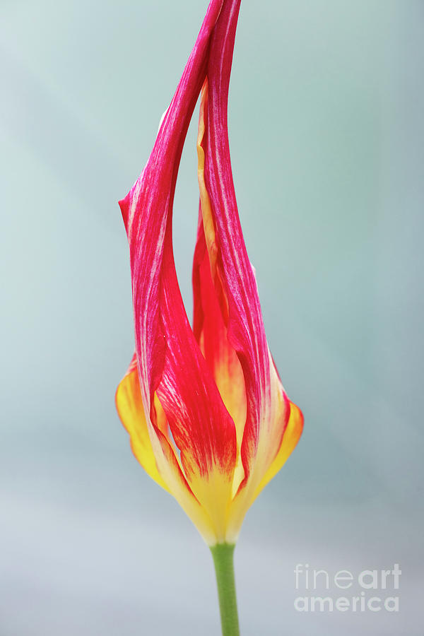 Tulipa Acuminata  Photograph by Tim Gainey
