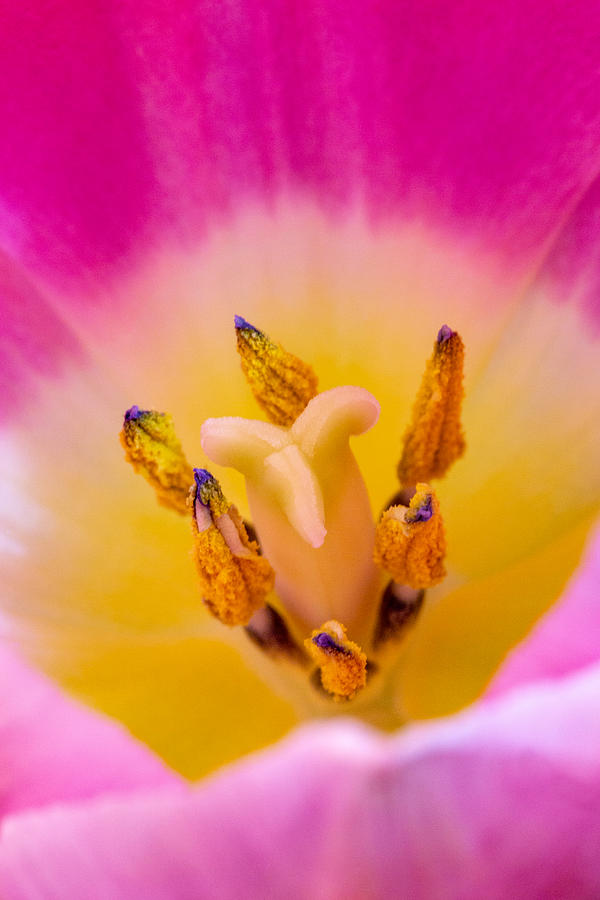 Tulipa Alibi Photograph by Bj S