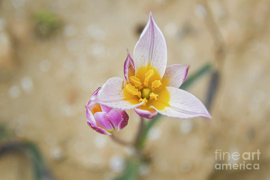 Tulipa biflora syn Tulipa polychroma r1 Photograph by Yotam Jacobson
