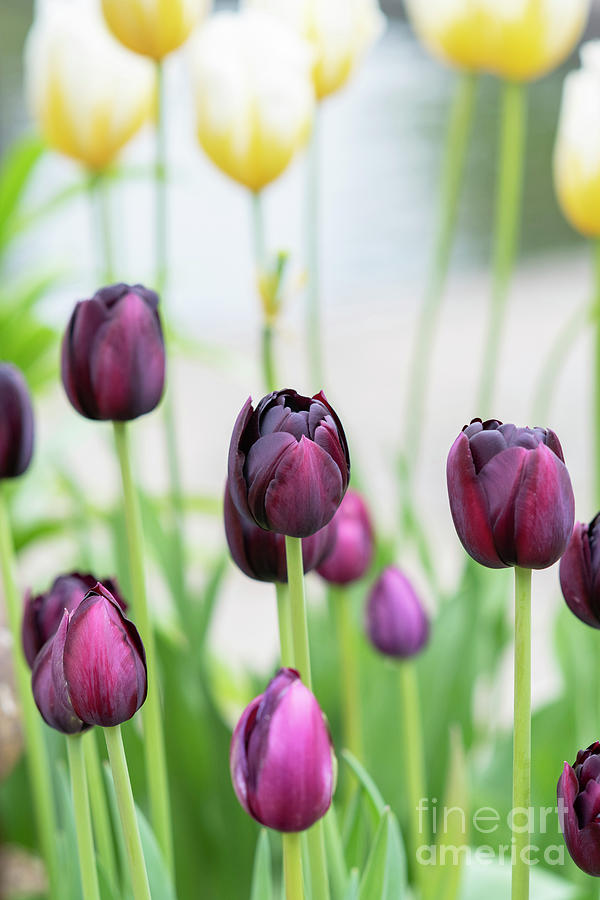 Tulipa Black Hero Flowers Photograph by Tim Gainey