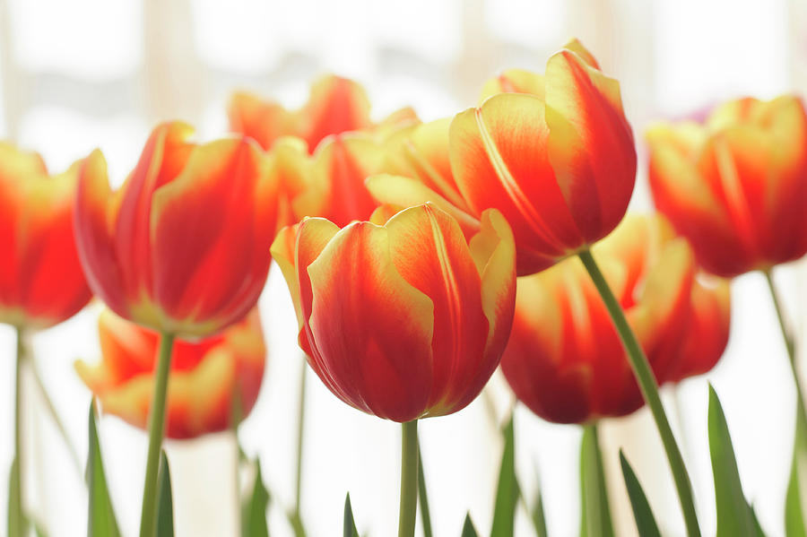 Tulipa Dow Jones 1 Photograph by Jenny Rainbow