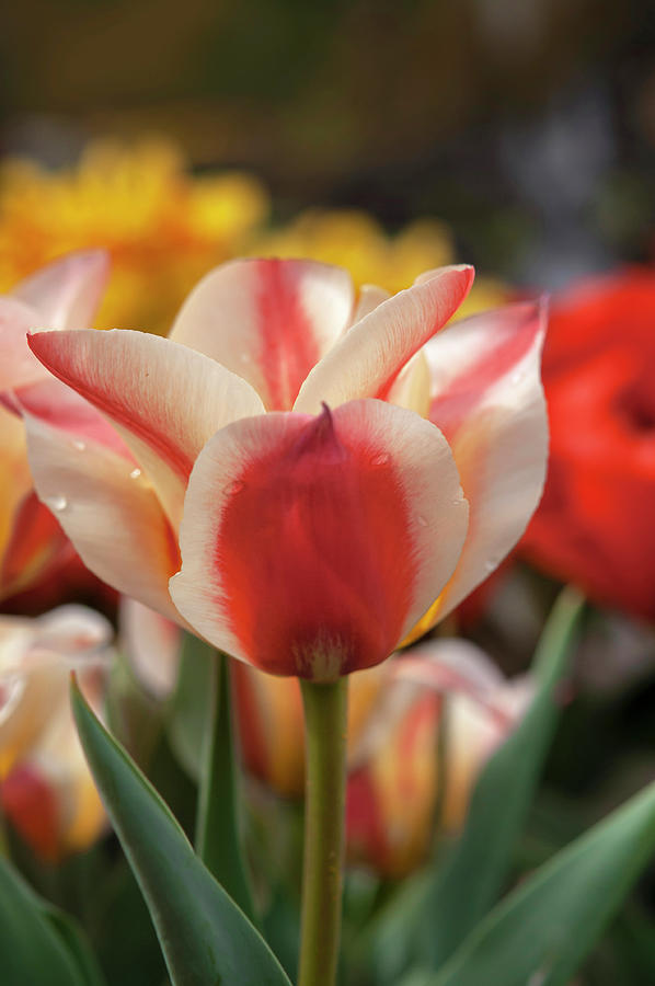 Tulipa Flowerdale Photograph by Jenny Rainbow