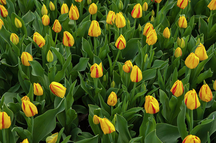 Tulipa Freedom Flame Photograph by Jenny Rainbow