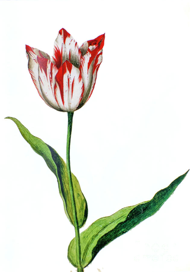 Tulipa gesneriana Gesner's Tulip watercolour o2 Photograph by Botany ...