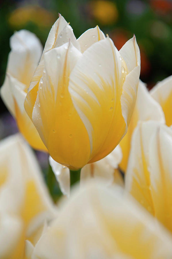 Tulipa Jaap Groot 1 Photograph by Jenny Rainbow