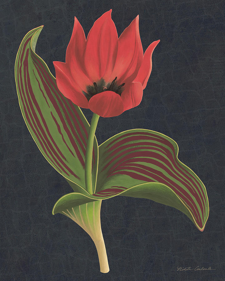 Tulipa Kaufmanniana Winter with blue background Painting by Nikita Coulombe