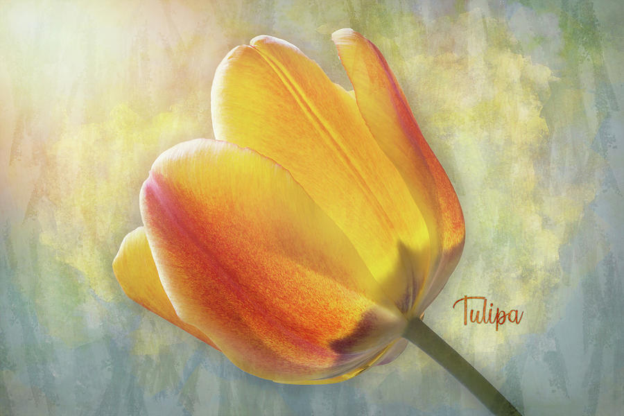 Tulipa - Orange with Texture Photograph by Patti Deters