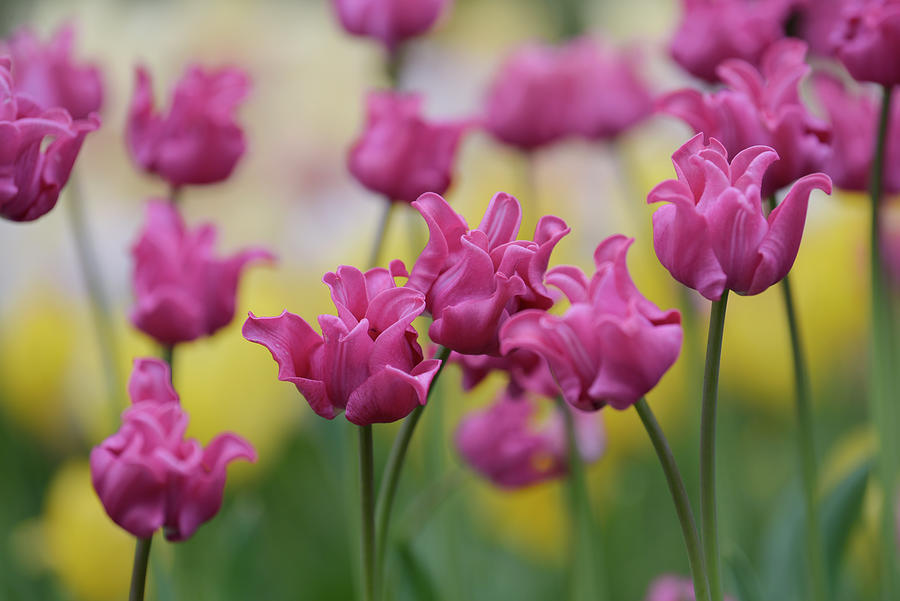 Tulipa picture Photograph