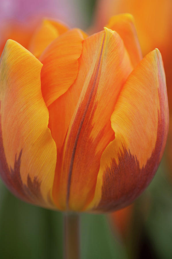 Tulipa Princess Irene 7 Photograph by Jenny Rainbow