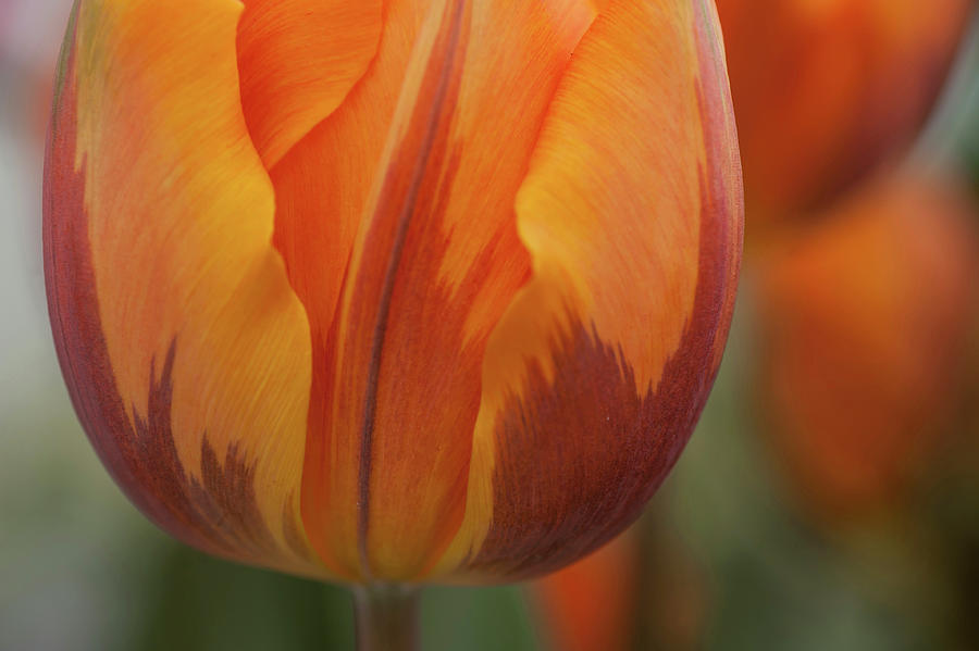 Tulipa Princess Irene Macro 1 Photograph by Jenny Rainbow