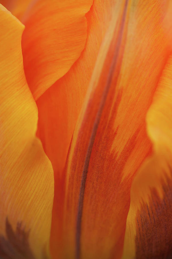 Tulipa Princess Irene Macro 2 Photograph by Jenny Rainbow
