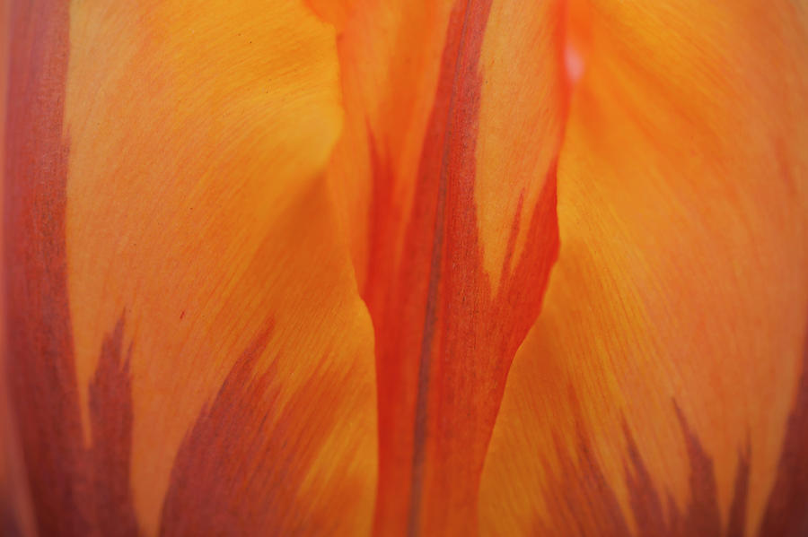 Tulipa Princess Irene Macro 3 Photograph by Jenny Rainbow