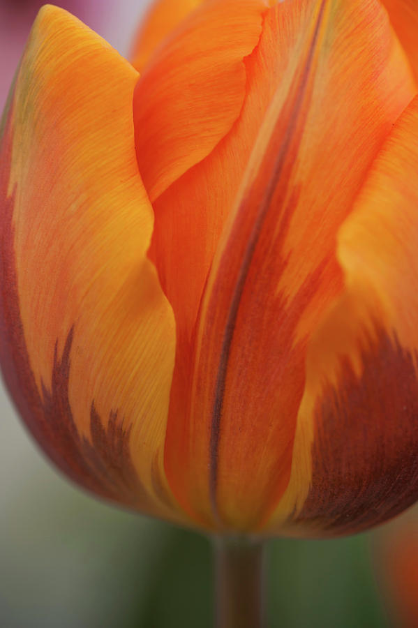 Tulipa Princess Irene Macro Photograph by Jenny Rainbow