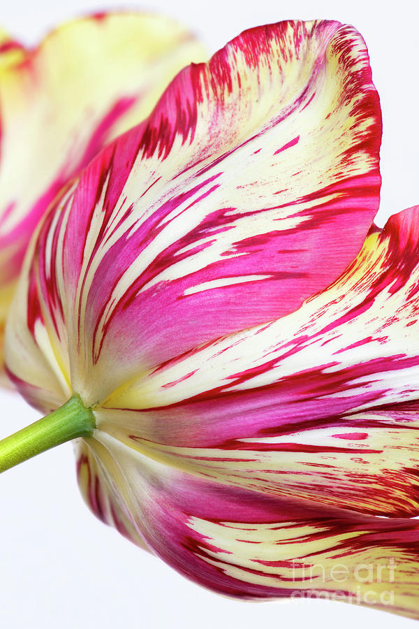 Tulipa Saskia Flower Pattern Photograph by Tim Gainey