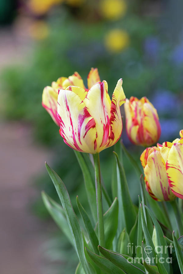 Tulip Saskia Flower Photograph by Tim Gainey