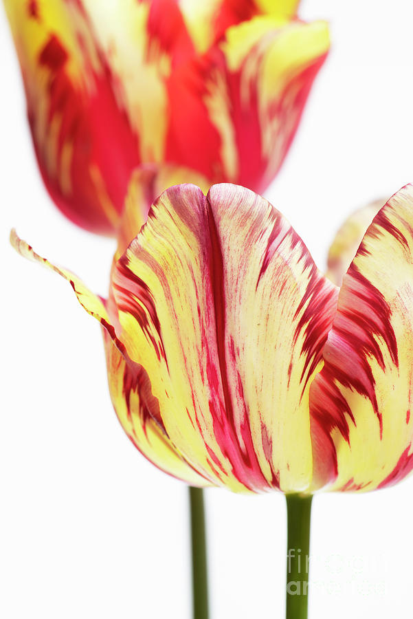 Tulipa Saskia Flowers Photograph by Tim Gainey
