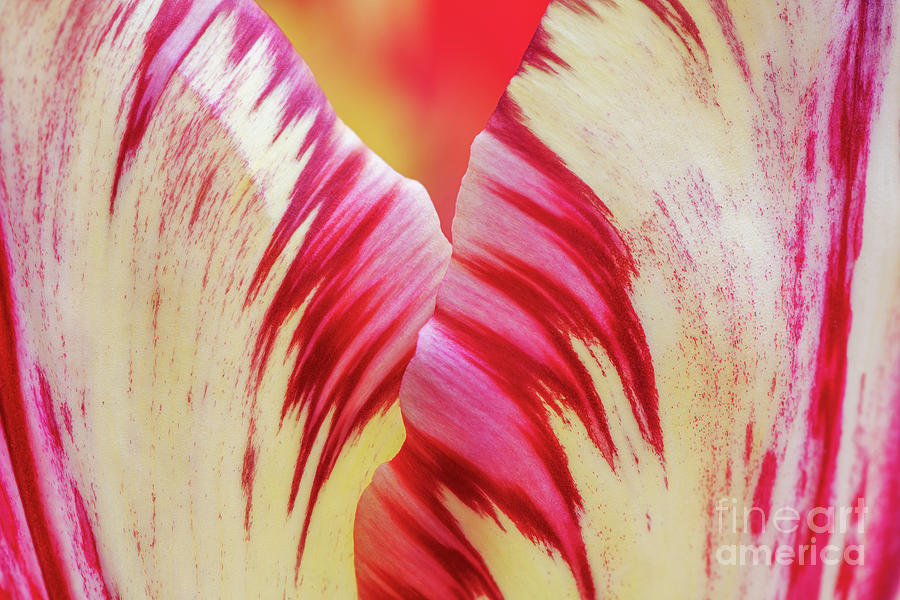 Tulipa Saskia Petals Abstract Photograph by Tim Gainey