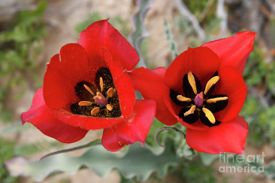 Tulipa systola Desert Tulip r3 Photograph by Yotam Jacobson
