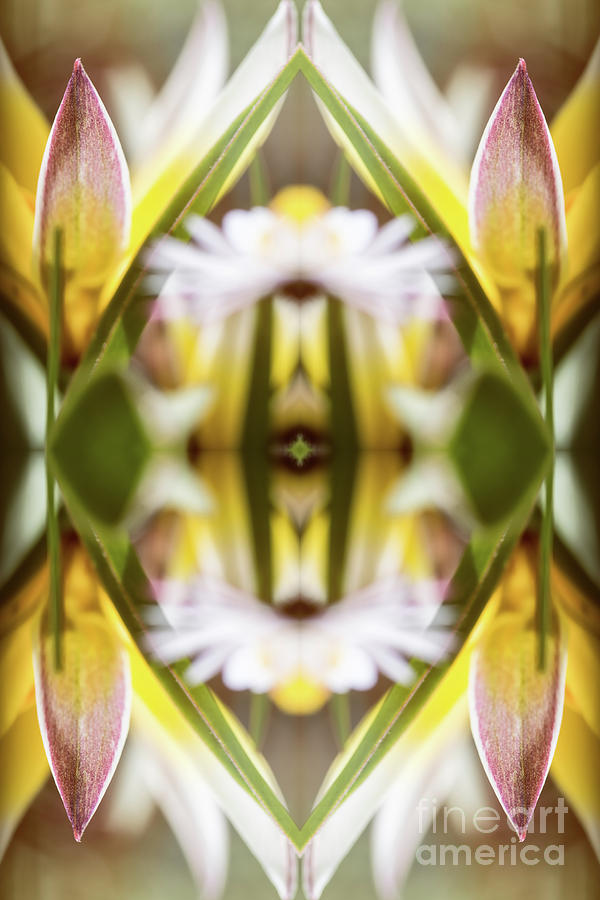 Tulipa Tarda flowers macro surreal shaped symmetrical kaleidoscope Photograph by Gregory DUBUS