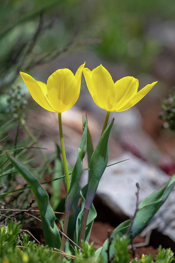 Tulipa urumoffii - Urumoffs tulip Photograph by Jivko Nakev