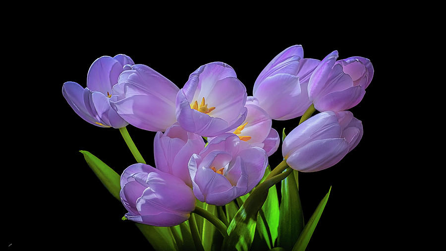 Lilac Tulips Photograph by Loredana Gallo Migliorini