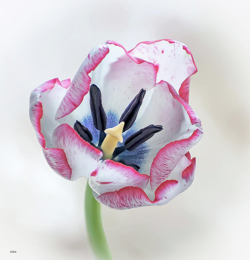 Rose tulip Photograph by Loredana Gallo Migliorini