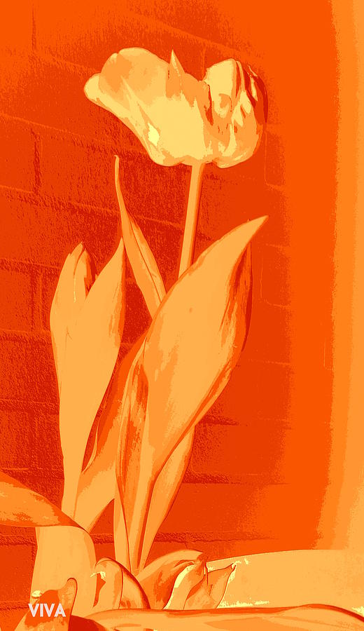 Tulipe en Orange Photograph by VIVA Anderson