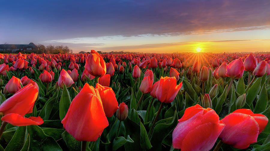 Tulipfield in the Netherlands at sunrise Photograph by Siebring Photo ...