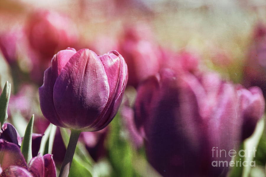 Tulips 14 #floral #tulip Photograph by Andrea Anderegg