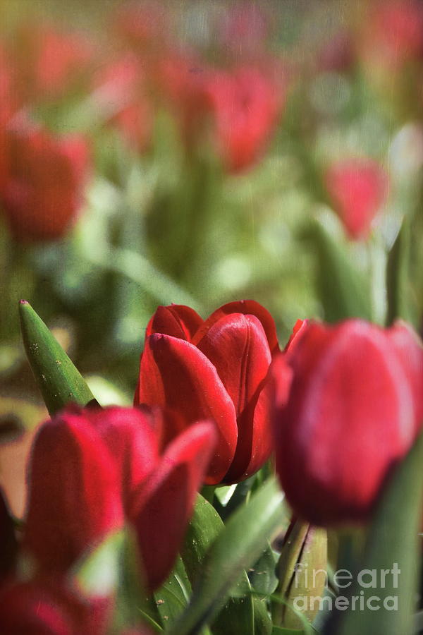 Tulips 15 #floral #tulip Photograph by Andrea Anderegg