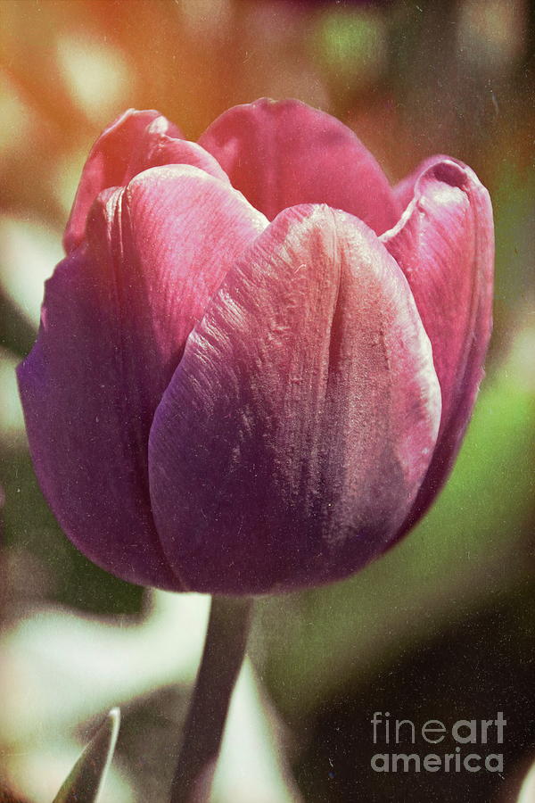 Tulips 16 #floral #tulip Photograph by Andrea Anderegg