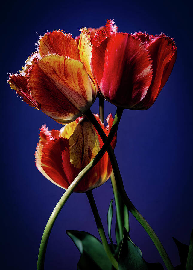 Tulips 249 Photograph