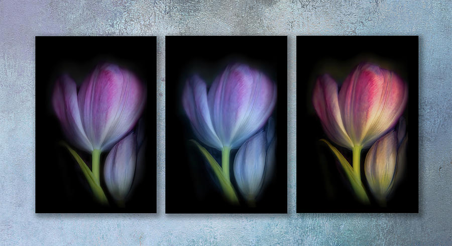 Tulips 3 Ways Digital Art by Terry Davis