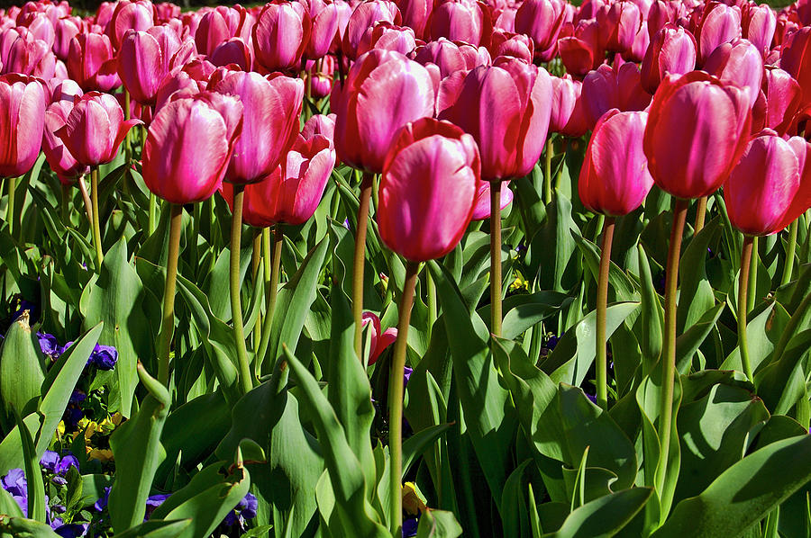 Tulips 3585 Photograph by Cathy Kovarik