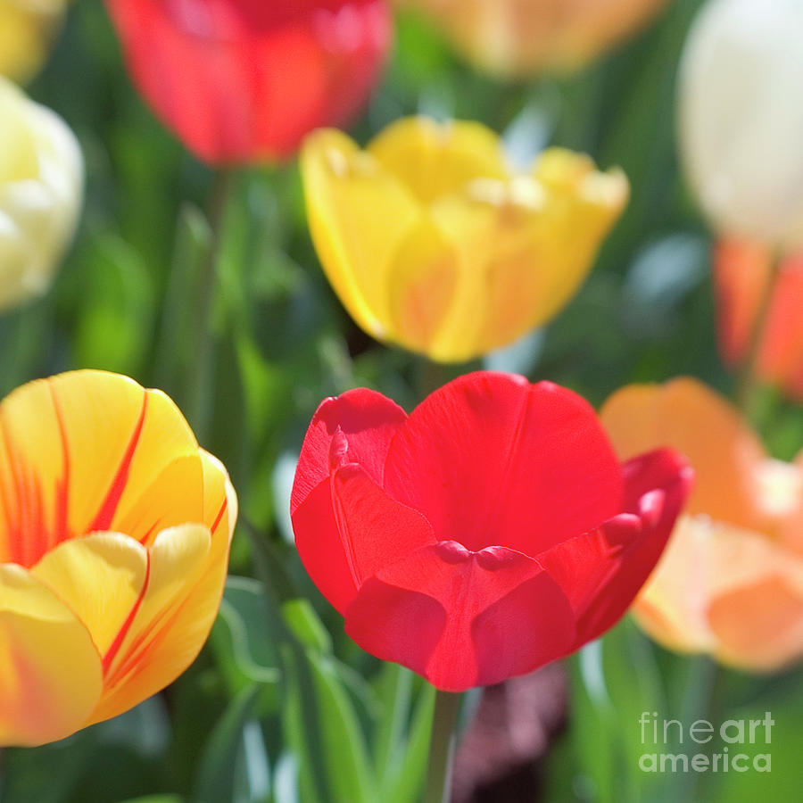 Tulip Photograph - Tulips-7611040906 by Timothy Bischoff