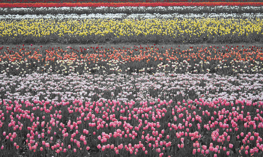 Tulips Across Photograph by Dylan Punke