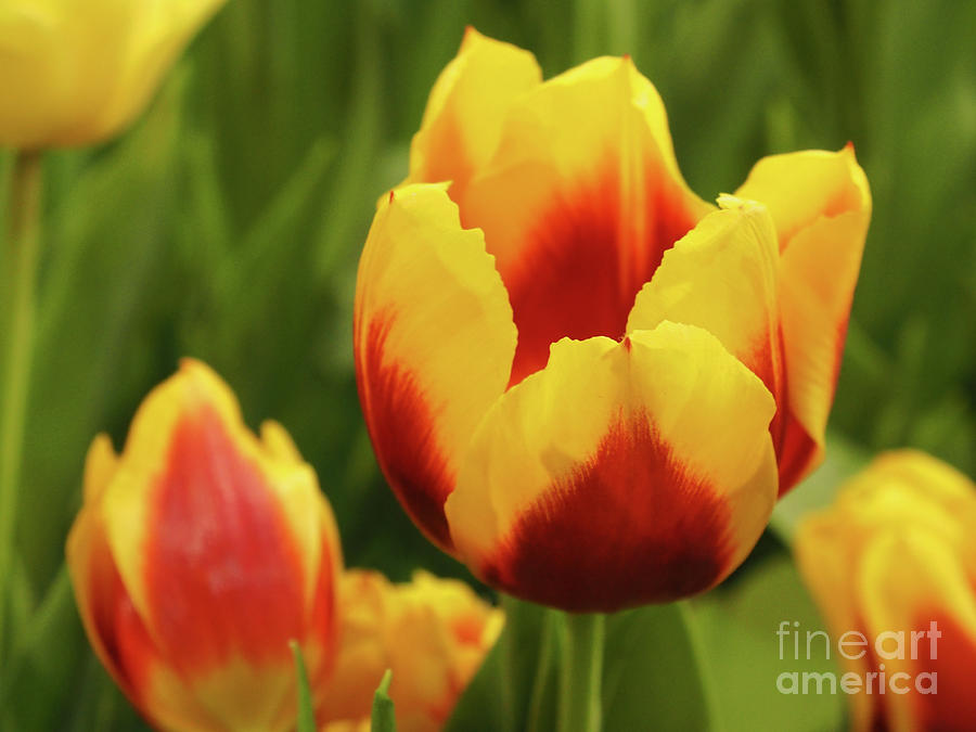 Tulips Photograph by Adrienne Franklin