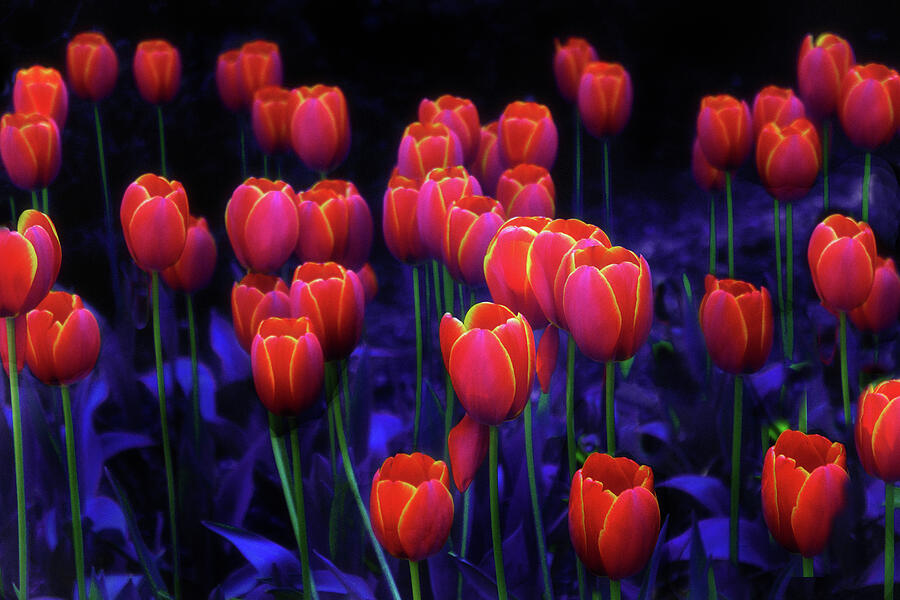 Tulips Aflame at Midnight Photograph by Jessica Jenney