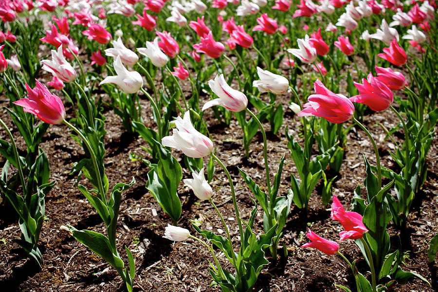 Tulips After The Storm - April 2023 Photograph by Joseph A Langley Tulips After The Storm - April 2023 Photograph by Joseph A Langley
