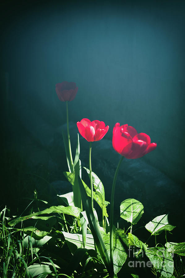 Tulips against dark background Photograph by Silvia Ganora