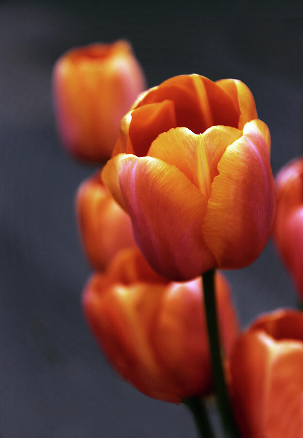 Tulips Aglow Photograph by Jessica Jenney