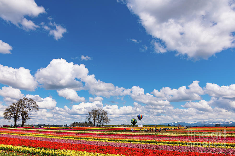 Tulips and Balloons  Photograph by Nick Boren