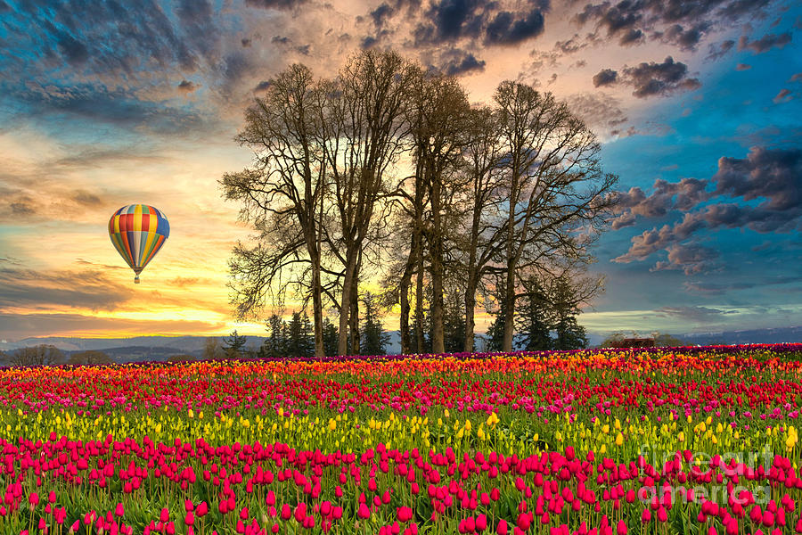 Tulips and Balloon Photograph by Sal Ahmed