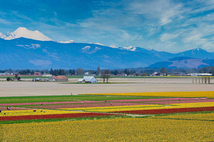 Tulips and Mt Baker II Photograph by Steph Gabler