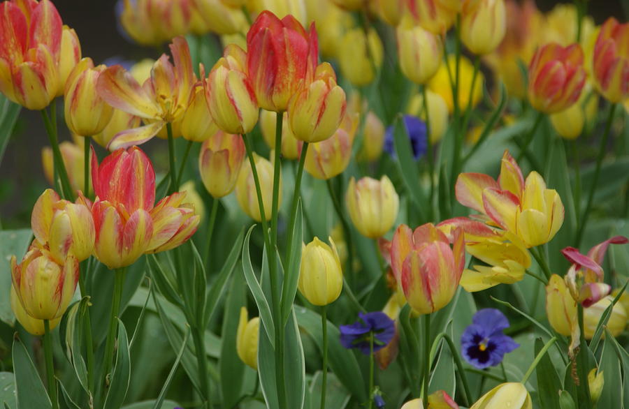 Tulips and Pansies Photograph by Bonnie Colgan