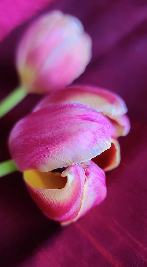 Tulips and Tablecloths Photograph by Christina McGoran