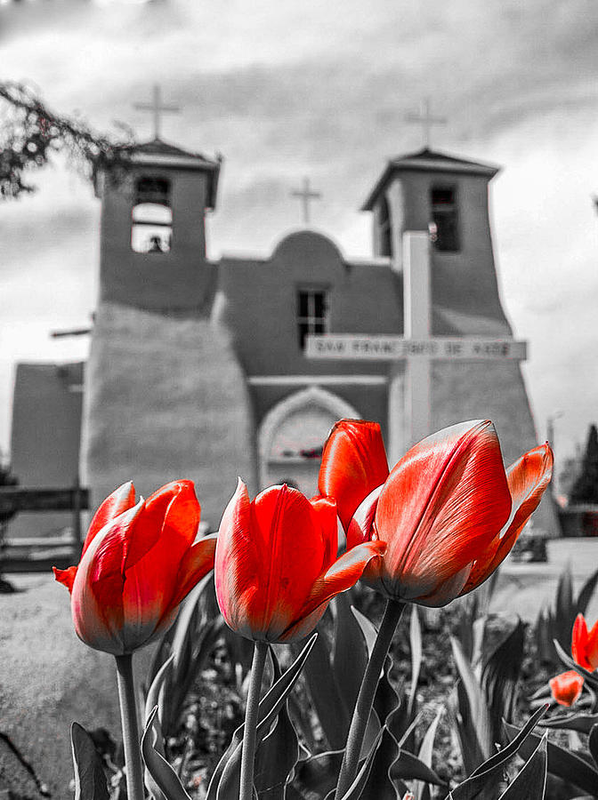Tulips and the St Francis de Asis Church  Photograph by Elijah Rael