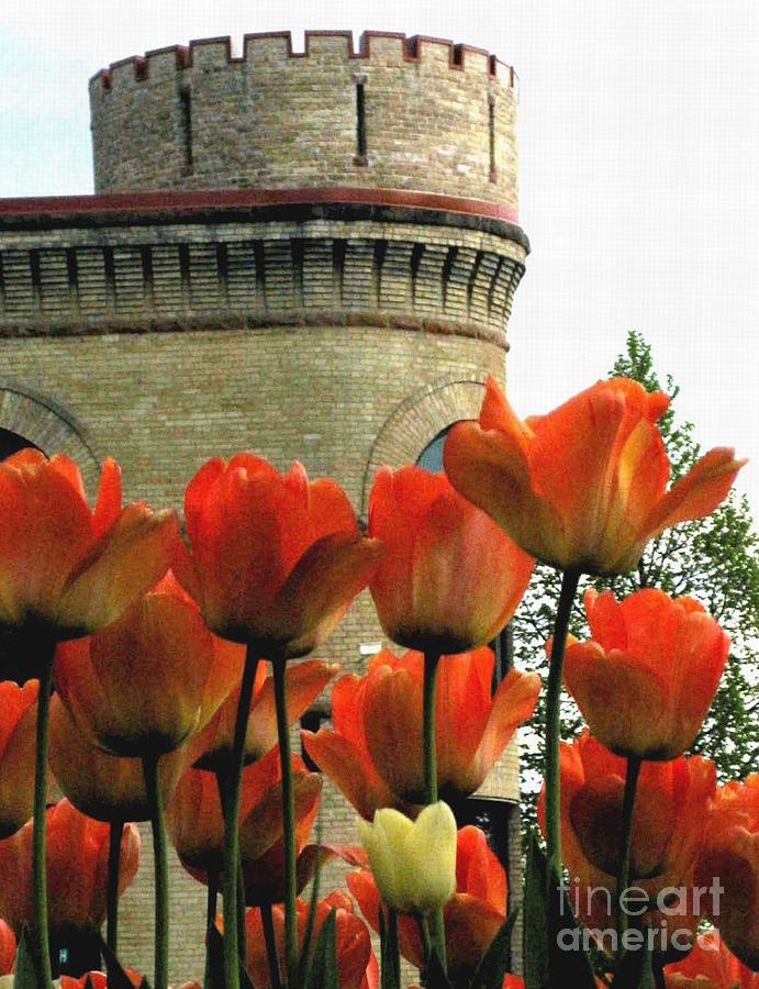 Tulips and Tower Photograph by Sherry Oliver