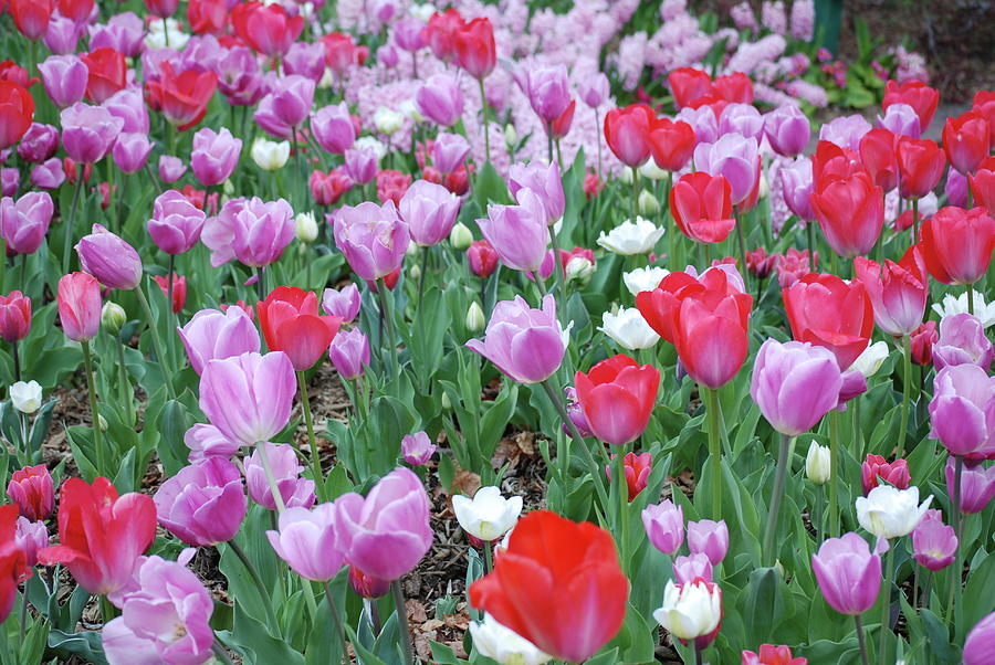 Tulips and Tulips Photograph by Don Wright